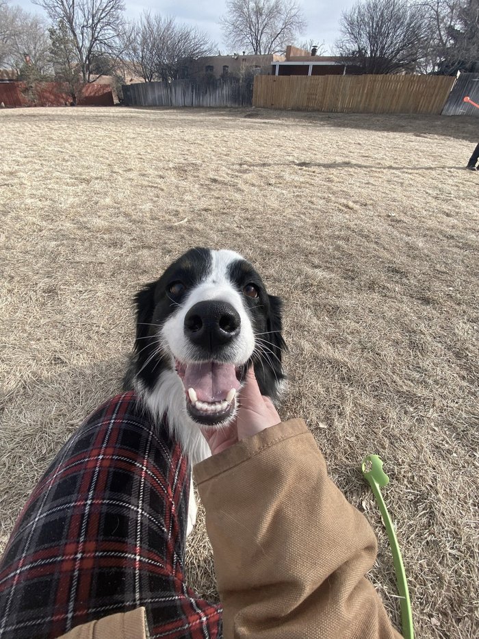 Marley the dog